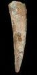 Pterosaur Tooth - Kem Kem Beds, Morocco #44293-1